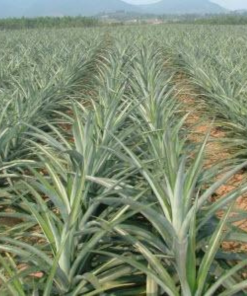 pineapple farm