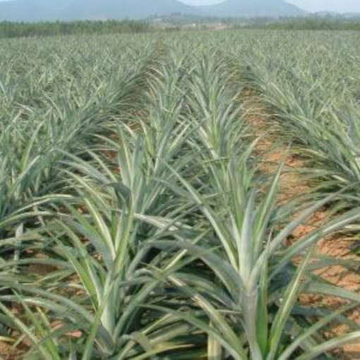 pineapple farm