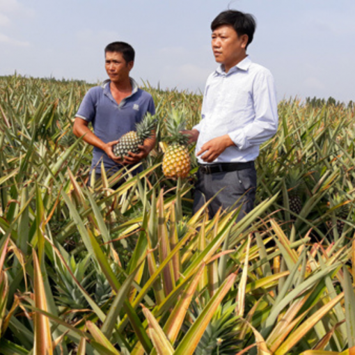 Harvest pineapple 06