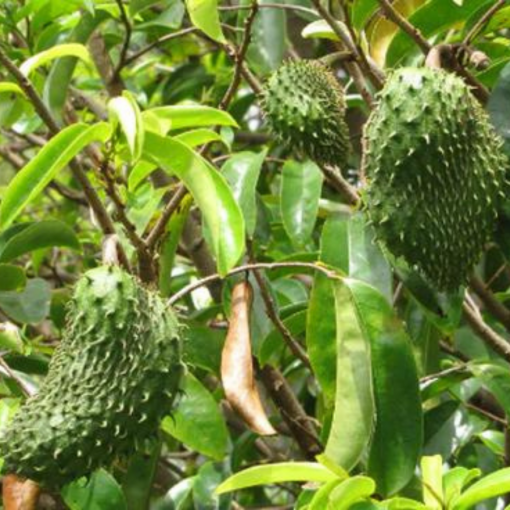 soursop farm