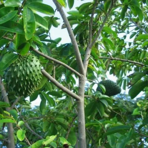 soursop tree