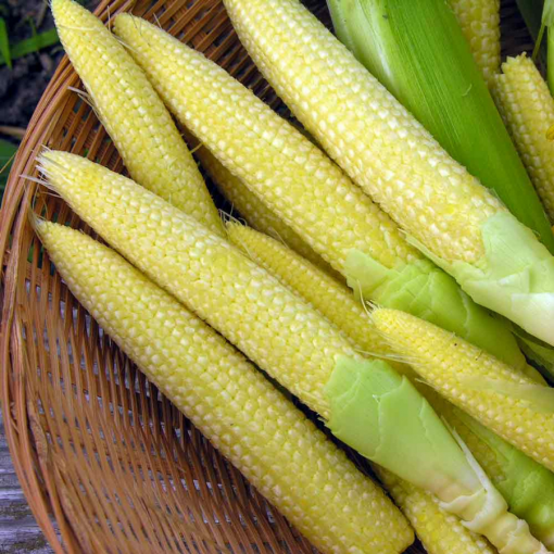 baby corn 01 - safe agriculture products