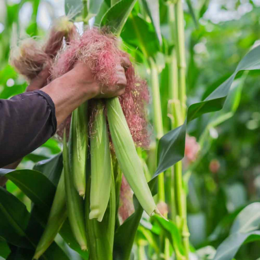 baby corn harvest 02