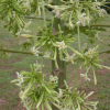 male papaya flower 02