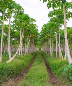 papaya farm