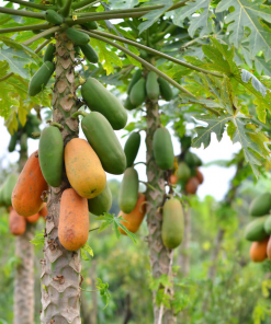 papaya harvest 04